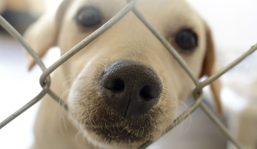 puppy with nose through fence
